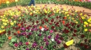 Парад тюльпанов Никитский  ботанический сад_16