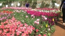 Парад тюльпанов Никитский  ботанический сад_19