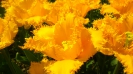 Парад тюльпанов Никитский  ботанический сад_30