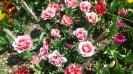 Парад тюльпанов Никитский  ботанический сад_34
