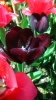 Парад тюльпанов Никитский  ботанический сад_40